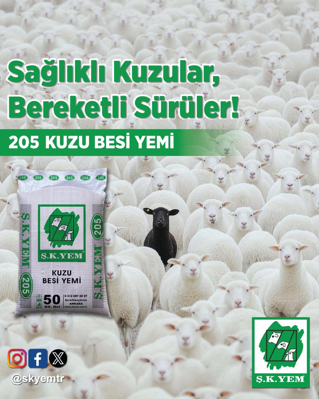 Sağlıklı Kuzular, Bereketli Sürüler!
